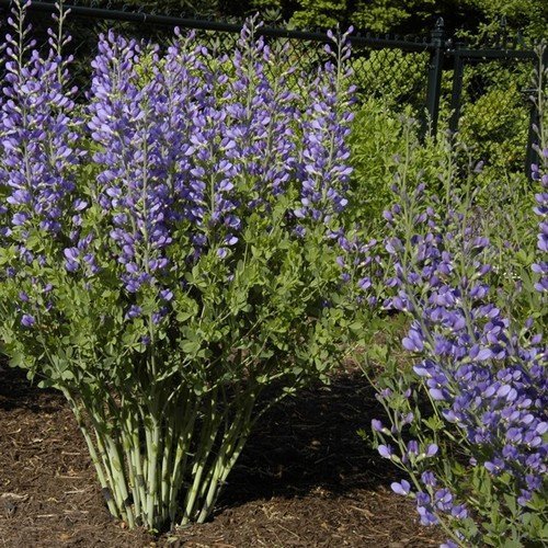 Blue Wild Indigo, 50kg, Packaging Type: Bag