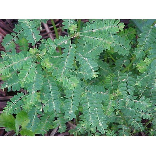 Green Bhumi Amla - Phyllanthus Amarus, Packaging Type: Jute Bags, Packaging Size: 25 Kg