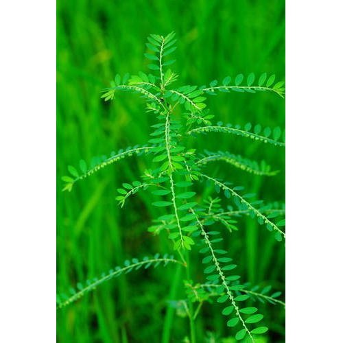 A Grade Pan India Bhui Amla, Packaging Size: 50 kg, Packaging Type: Bag