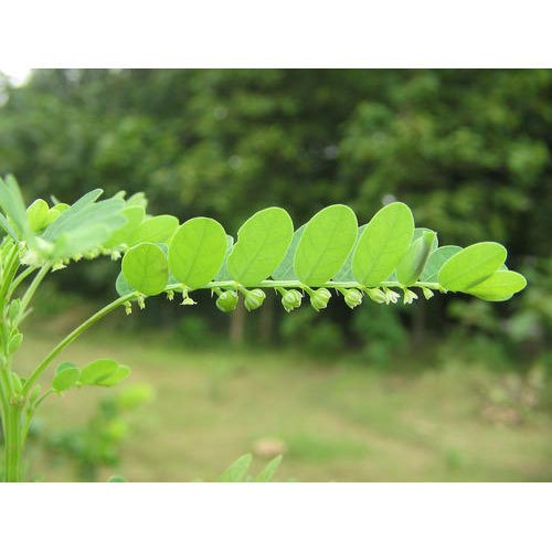 Keelanelli Phyllanthus Amarus, Packaging Type: Vaccum Bag