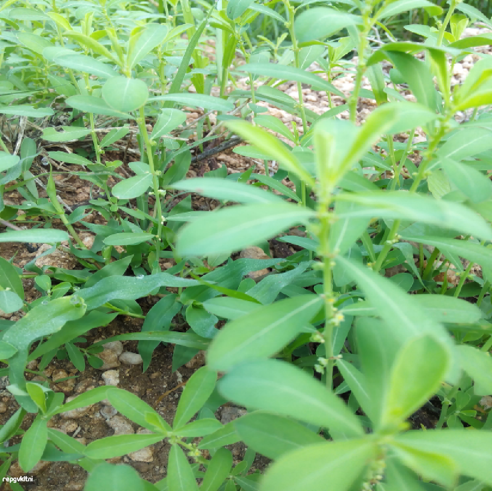Brown Phyllanthus Maderaspatensis Meva nelli, Packaging Type: Bag, Packaging Size: 40 kg/Bag