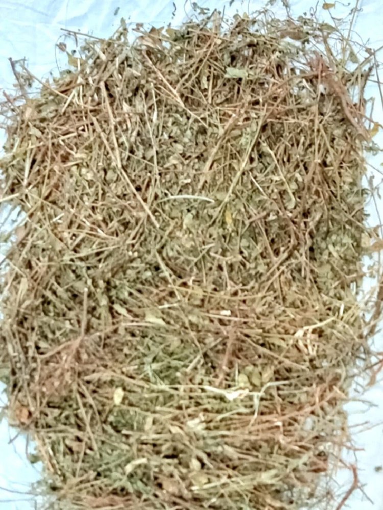Phyllanthus Amarus Bhumi Amla Panchang, Packaging Type: Loose