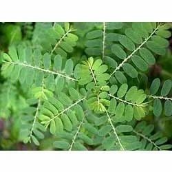 Phyllanthus Amarus