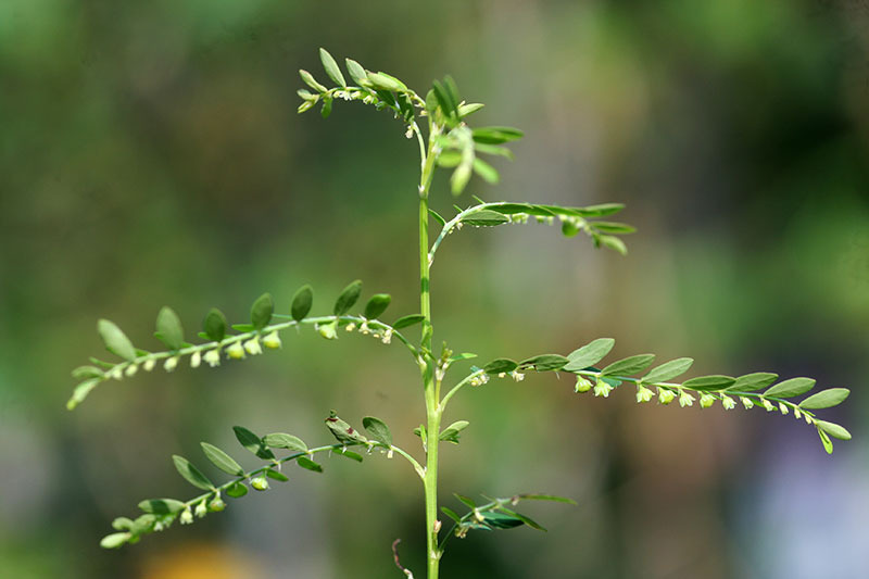Phyllanthus Amarus