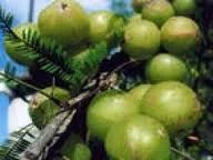 Bhui Amla