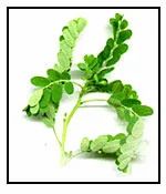 Phyllanthus Niruri