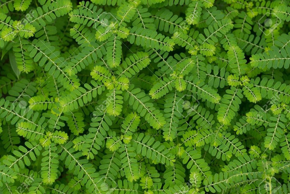 Phyllanthus niruri