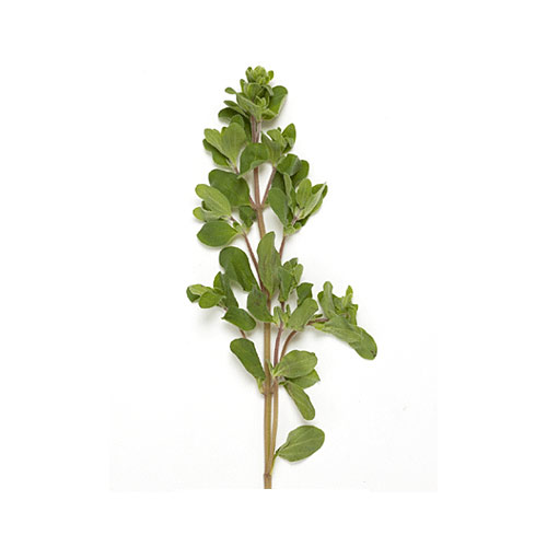 Marjoram Herb
