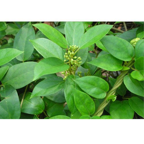 Gymnema Sylvestre Dry, Packaging Type: Bag, Common Name: Gurmar