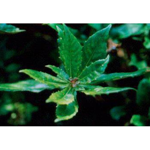 Natural Gudmar / Gymnema Sylvestre Leaves Powder, Packaging Type: Poly Bag