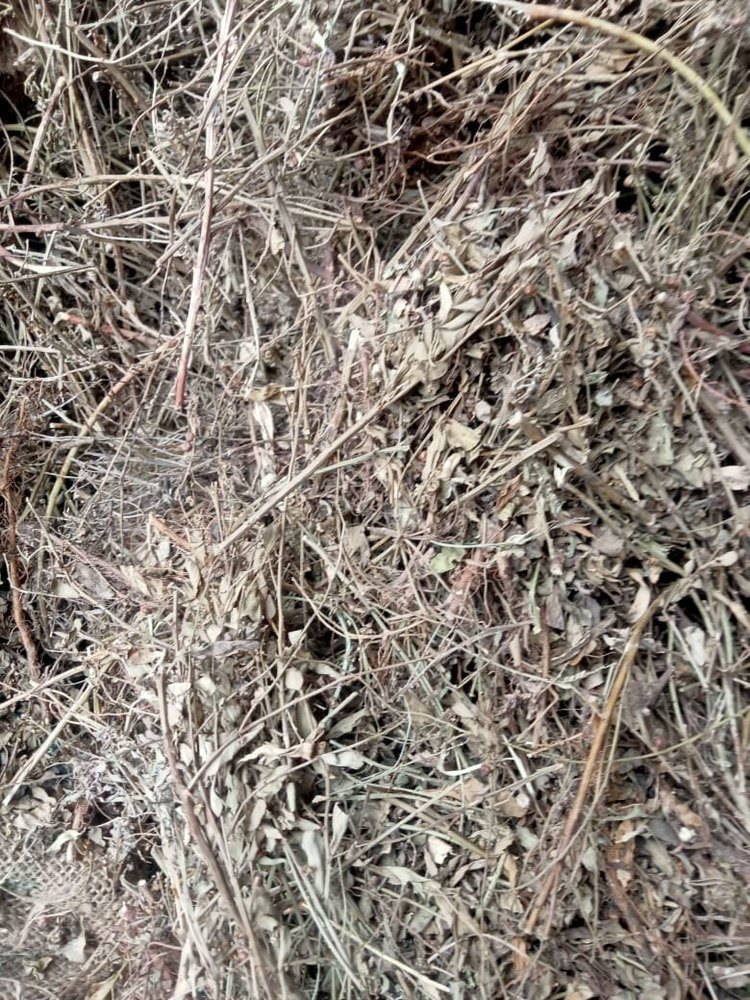 Green Bhumi Amla Leaves, Packaging Type: Bag, Grade: Medicine Grade