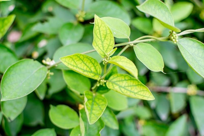 Natural Gurmar Leaf, Grade: Medicine Grade, Packaging Size: 50 Kg