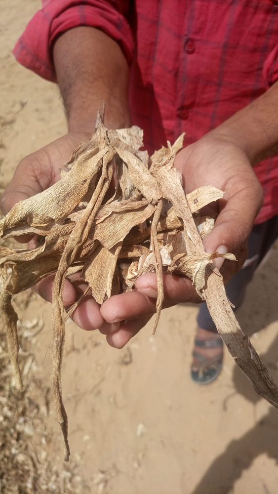 Natural Aloe Vera Dry Leaf, Grade: Medicine Grade, Packaging Size: 25 Kg