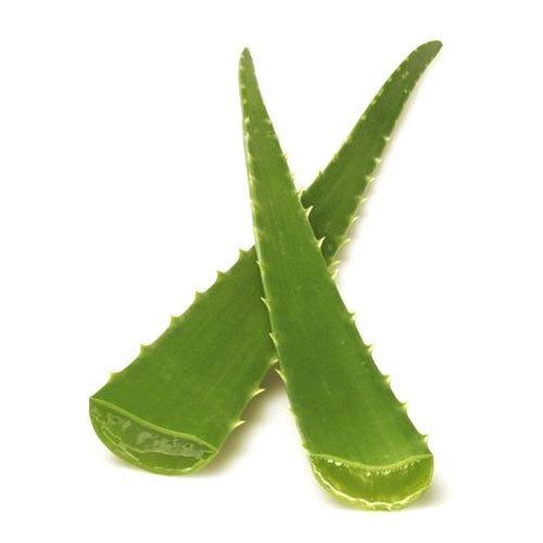 Aloe Vera Leaf, for Medicine & Beauty Purpose