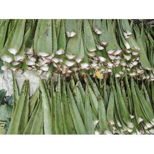 Fresh Aloe Vera Leaf, Aloe Barbadensis Miller, For Making Juice & Herbal Product