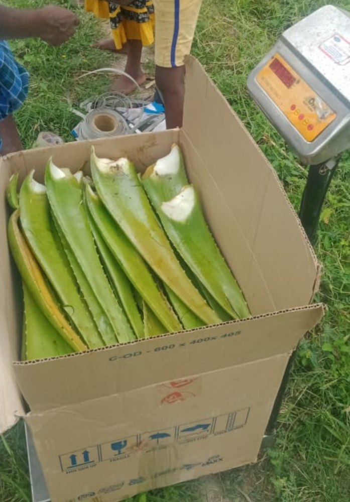 Green Aloevera Leaf, Grade: Medicine Grade, Packaging Size: 50