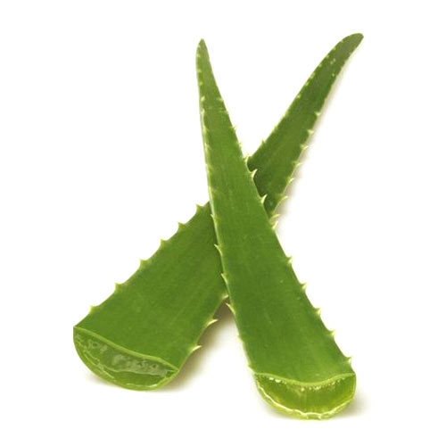 Aloe Vera Leaf, Y, Packaging Size: 35kg