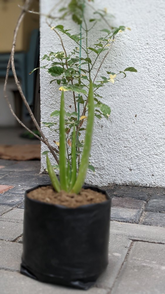 Aloe Vera Leaf
