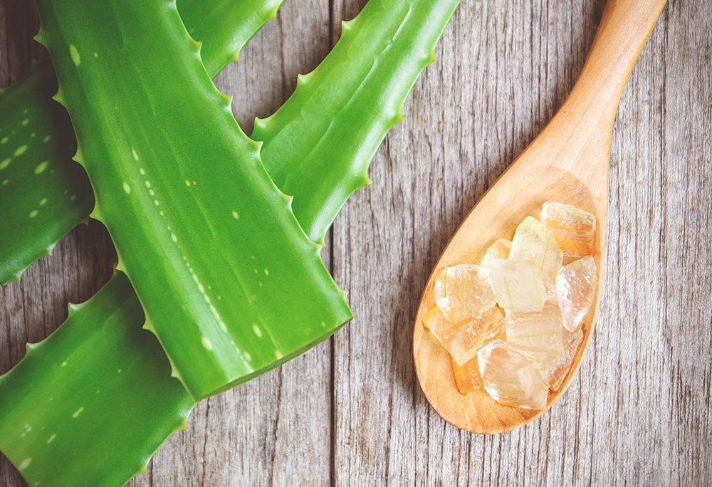 Fresh Aloe Vera Leaf, Packaging Type: Bag, Packaging Size: 25 Kg