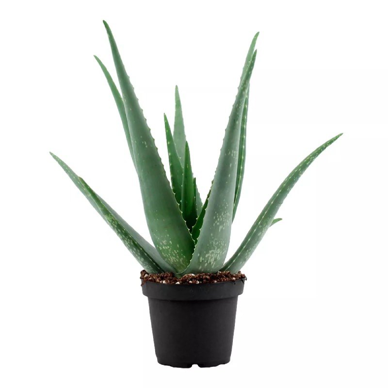 Aloe Vera Leaf Plant, For Medicine, Packaging Type: Box
