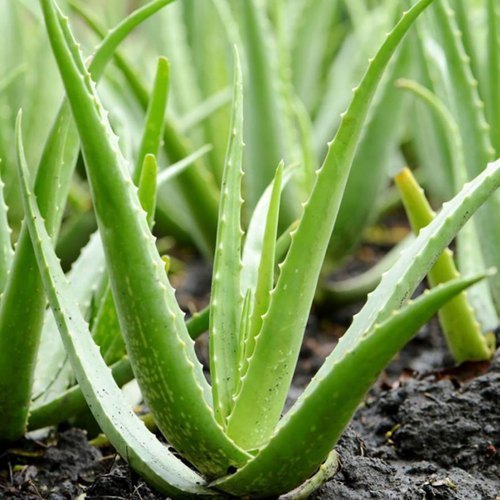 Natural Aloevera , Aloe Vera Dry Leaves, Packaging Type: Bag, Grade: Medicine Grade