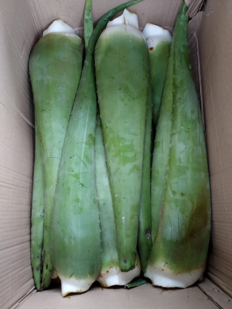 Fresh Aloe Vera Leaf, Packaging Type: Carton, Packaging Size: 50 Kg