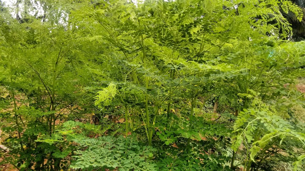 Green Moringa Oleifera Leaves