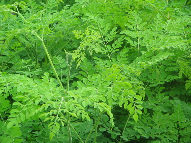 Moringa Leaves, Packaging Type: Bags