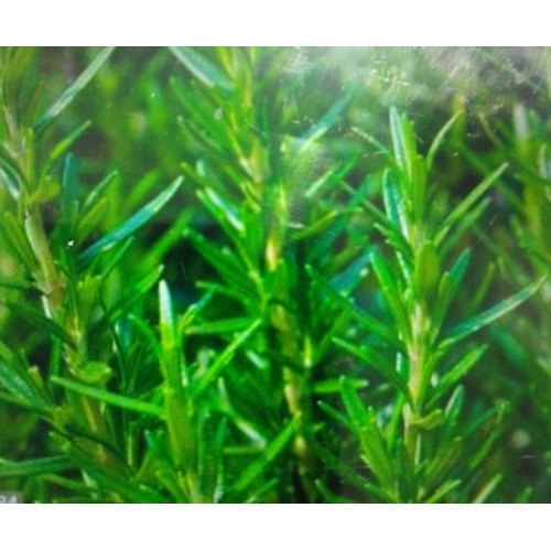 Green Fresh Rosemary Leaves, Packaging Size: 1 Kg, Extracts Part: Leaf