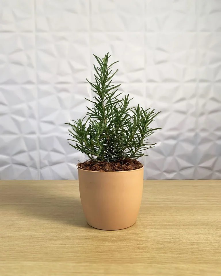Green Rosemary, Packaging Type: Cartoon ox