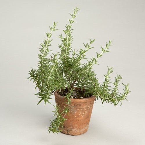 Green Dry Rosemary Leaves, Extracts Part: Leafs, Packaging Size: 10 kg