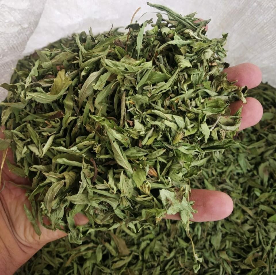 Root Green Stevia Leaf, Packaging Type: Bag, Packaging Size: 25 Kg