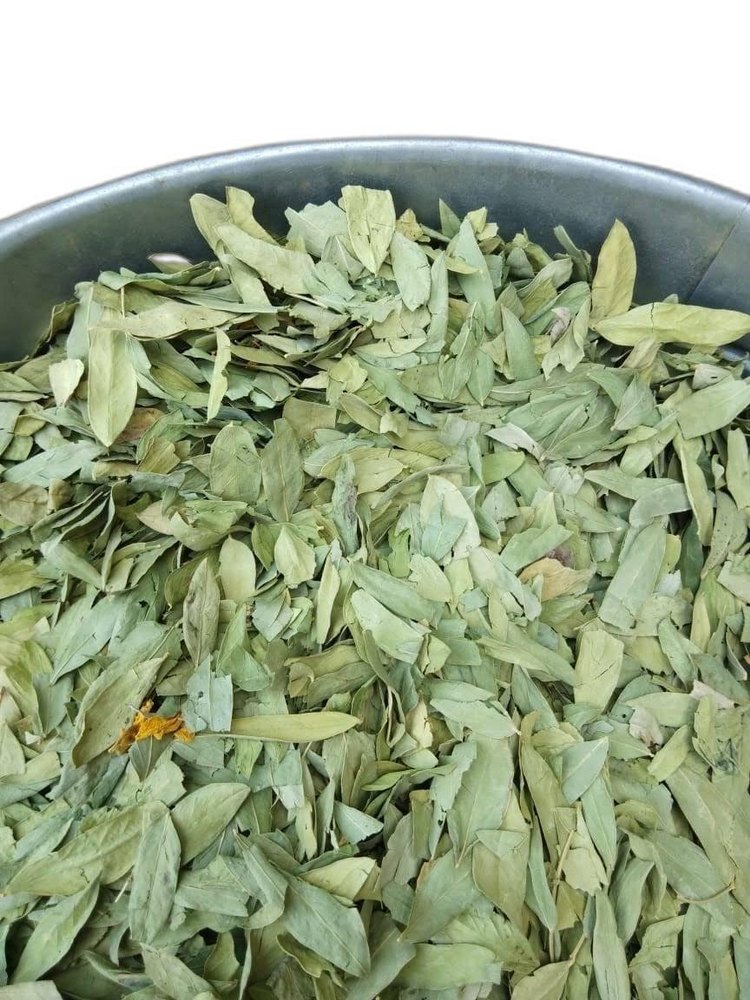Green Dried Senna Leaf, Grade: Medicine Grade, Packaging Size: 30 Kgs