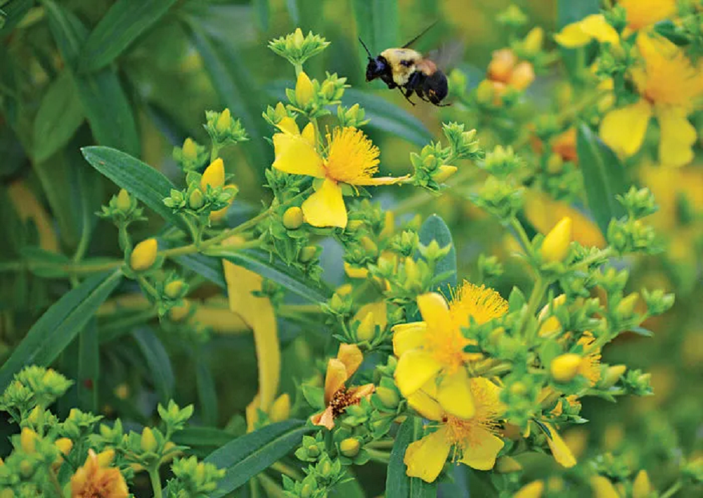 Natural Yellow Senna Leaf, Grade: A Grade