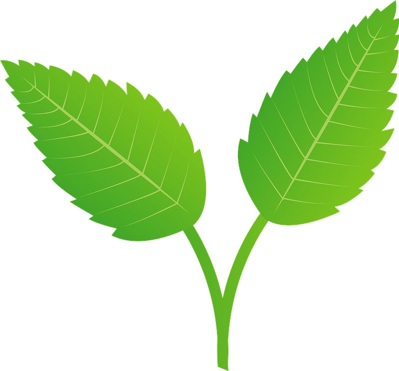 Natural Sanwaliya Herbs Leaves, Grade: Medicine Grade
