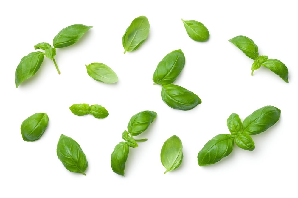 Green Basil Leaves, Net Bag