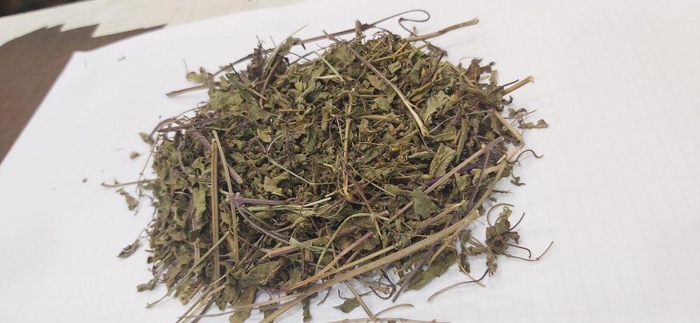Green Kali Tulsi Patti, 30 KGS, PP Bag