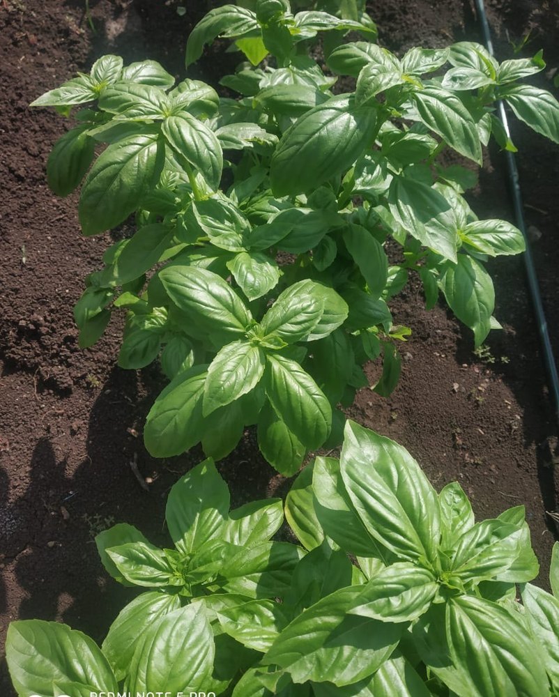 Green Holy Basil Leaves, Loose, Grade: A Grade