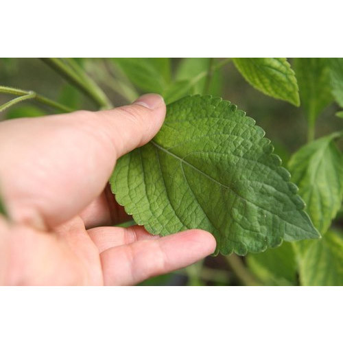 Vana Tulsi Leaves, PP Bag