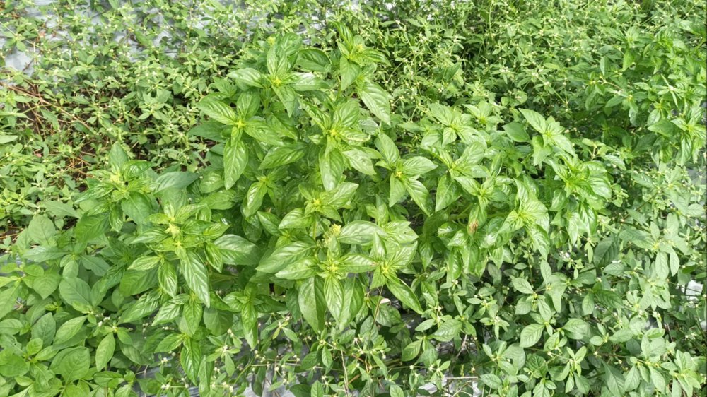 Green Fresh Basil, PP Bag, Grade: A Grade