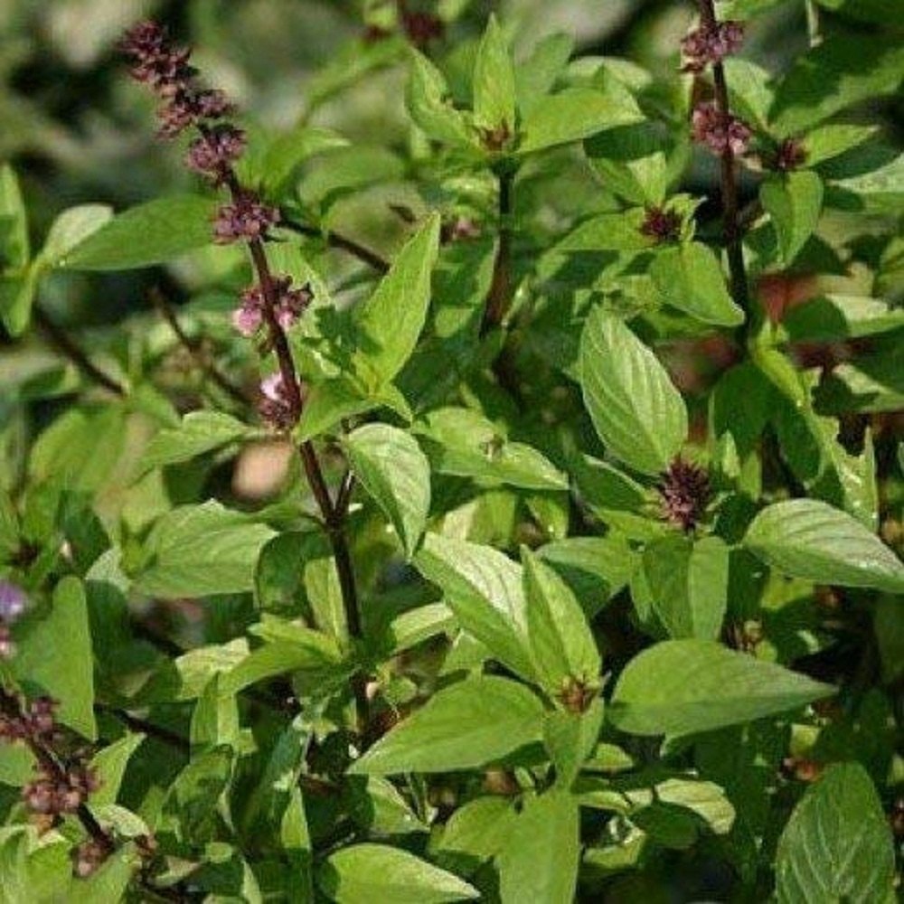 Green Holy Basil Leaves, 1 Kg, Packet