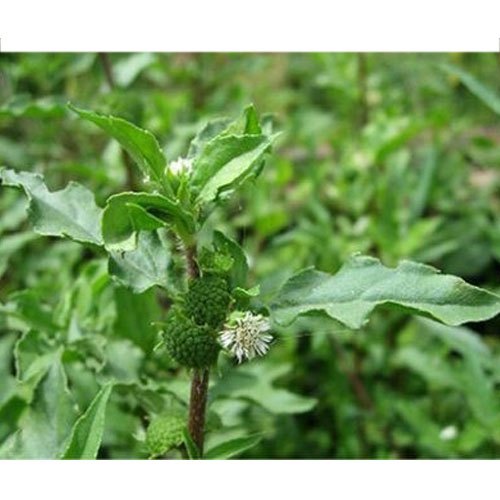 Bhringraj Leaves - Eclipta Alba, Packaging Size: 25 Kg