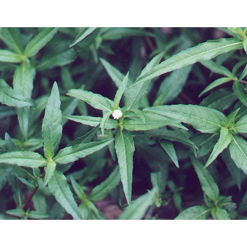 Bhringraj Leaves