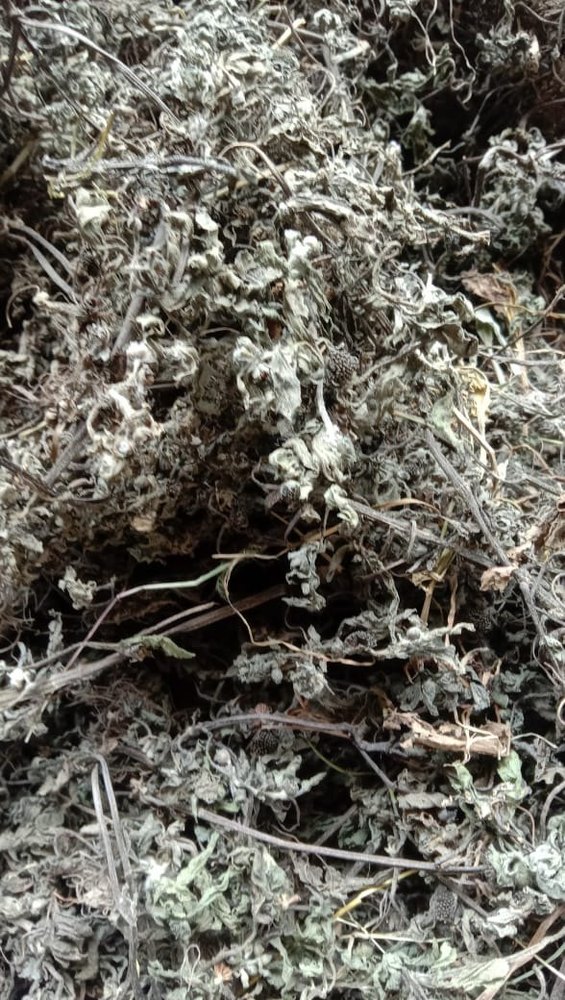 Bhringraj Leaves, Packaging Type: Loose, Grade: Medicine Grade