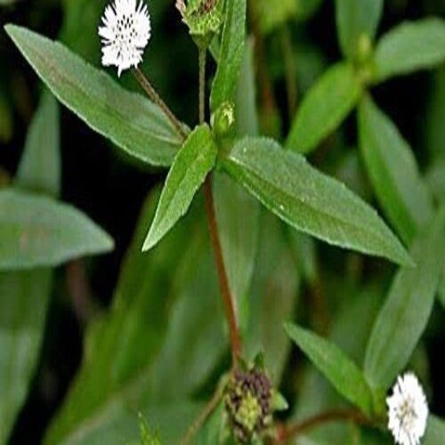 Bhringraj Leaves