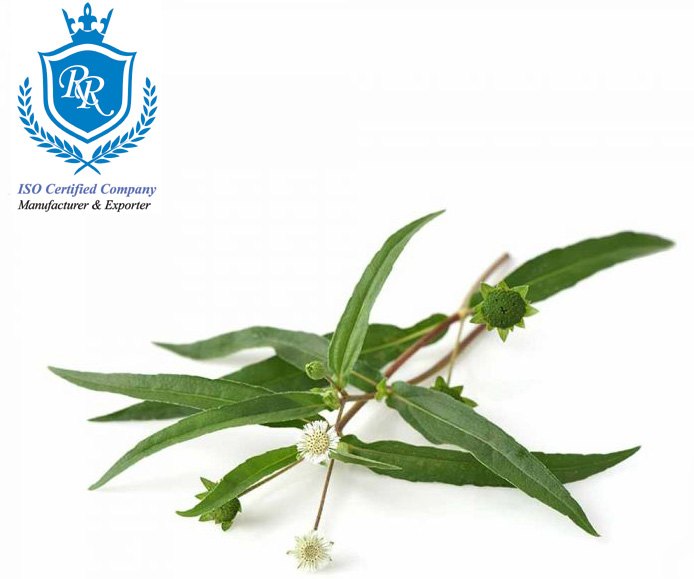 Manufacturer Of European Certified Bhringraj Leaves