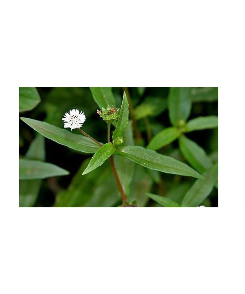 Green Bhringraj Leaves, Packaging Type: Loose Bag, Packaging Size: 25 Kg