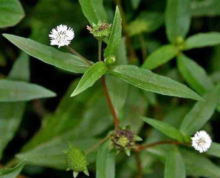 Bhringraj Leaves