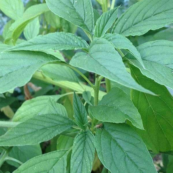 Natural Cholai, Packaging Type: Bag, Grade: Medicine Grade