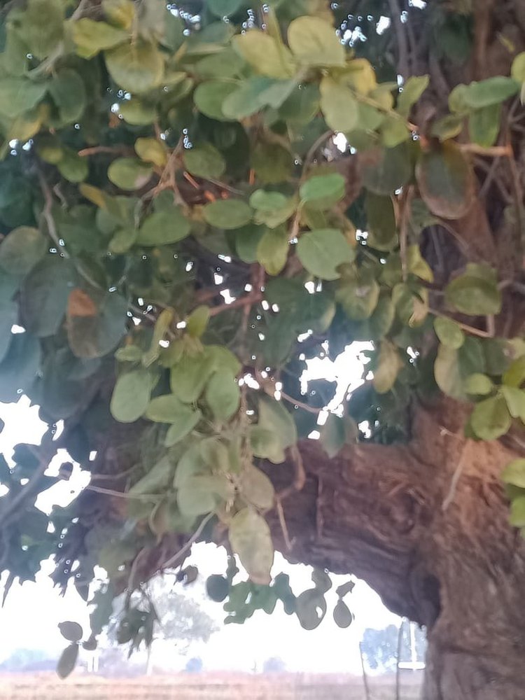 Cordia Myxa Lasura Tree Leaves, Packaging Type: Loose